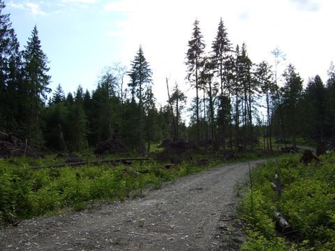  Chamberlin  Road photo 8